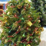 A close up of a small Christmas tree for sale at St. Vincent de Paul's Fond du Lac.